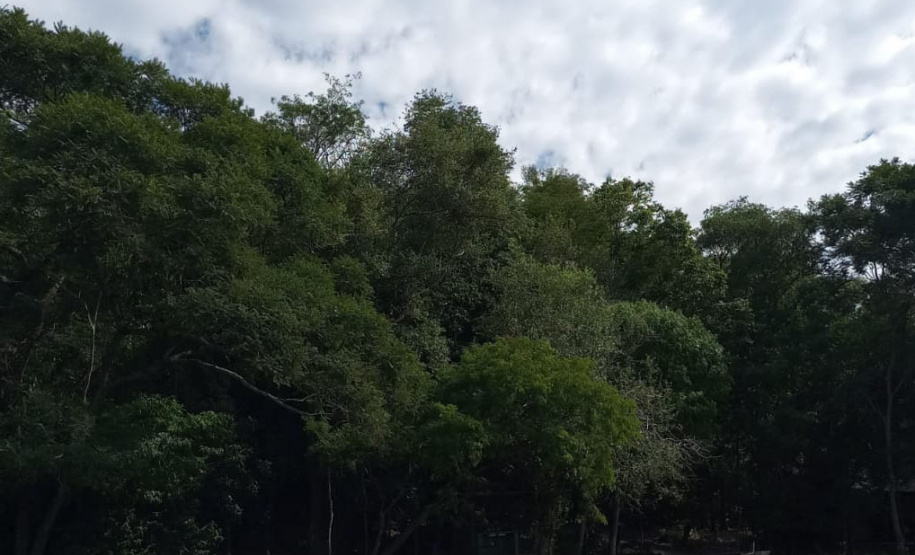 Força-tarefa do IAT combate crimes contra o desmatamento, pesca e caça ilegal, no Oeste e Noroeste