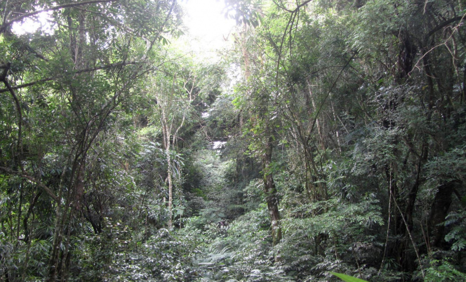 Governo do Paraná destaca papel das RPPNs na conservação da biodiversidade