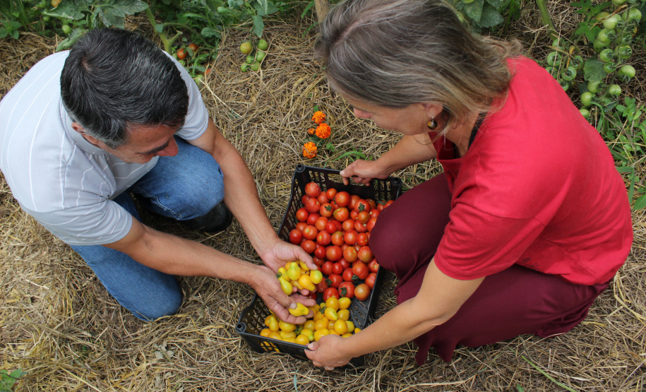 PRODUTORES ORGÂNICOS DA GRANDE CURITIBA CONTAM COM CERTIFICAÇÃO PELO TECPAR