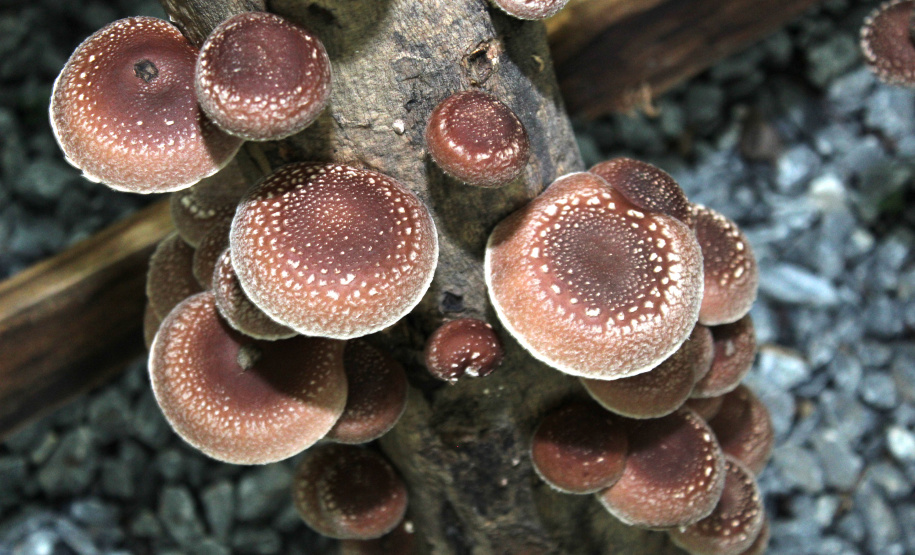 PRODUTORES ORGÂNICOS DA GRANDE CURITIBA CONTAM COM CERTIFICAÇÃO PELO TECPAR