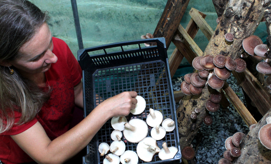 PRODUTORES ORGÂNICOS DA GRANDE CURITIBA CONTAM COM CERTIFICAÇÃO PELO TECPAR