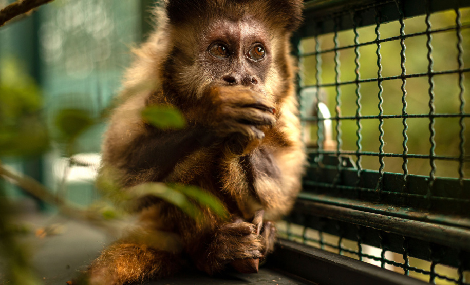 Morre macaco-prego que motivou iniciativas pró-fauna do Governo do Estado