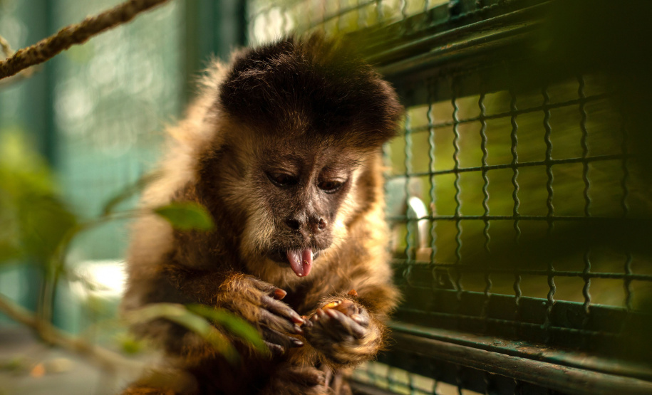 Morre macaco-prego que motivou iniciativas pró-fauna do Governo do Estado