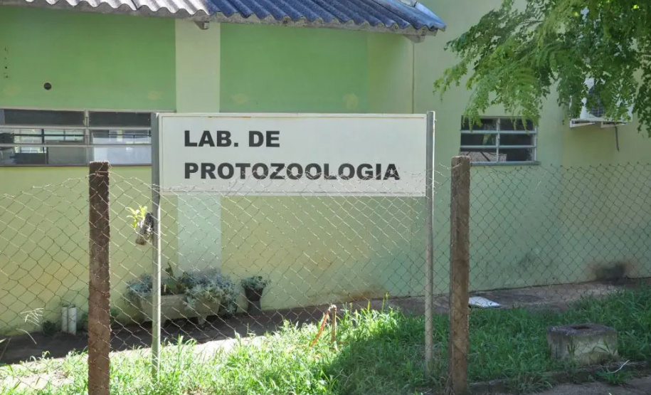 Pesquisadores desenvolvem primeira vacina contra toxoplasmose suína