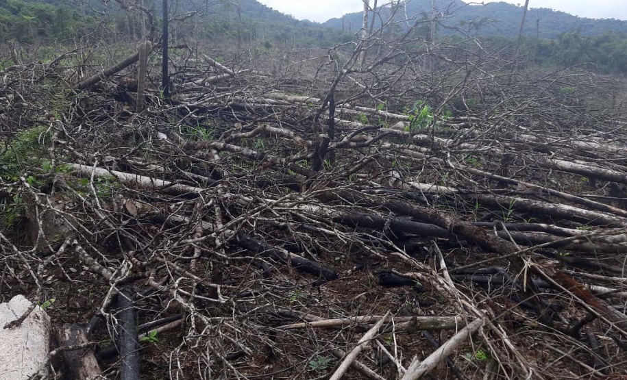 Homem é preso pela Polícia Ambiental por desmatamento ilegal de sete hectares em Antonina, no Litoral do estado