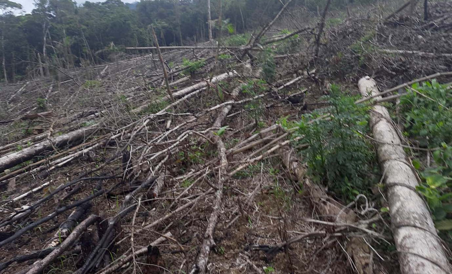 Homem é preso pela Polícia Ambiental por desmatamento ilegal de sete hectares em Antonina, no Litoral do estado