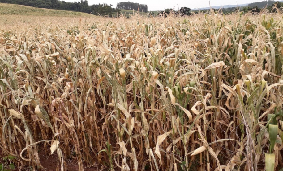 Defesa Civil inicia o ano com ações contra a estiagem e atendimento a alagamentos