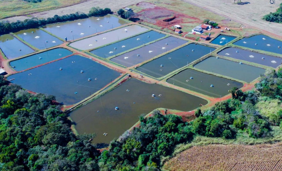 Frigorífico paranaense é o primeiro a conseguir chancela sanitária dada por consórcio