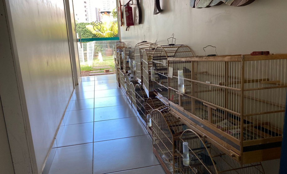 IAT e Polícia Ambiental resgatam 60 aves nativas em Pato Branco