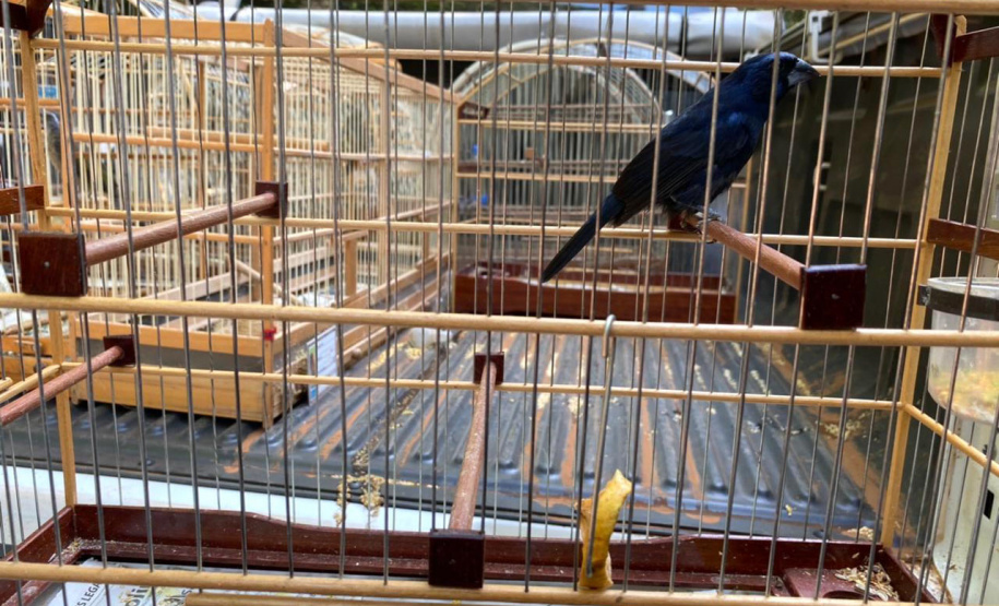 IAT e Polícia Ambiental resgatam 60 aves nativas em Pato Branco