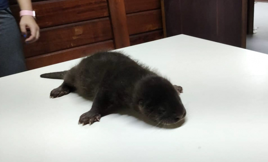 Filhote de lontra é encaminhado para instituto regularizado