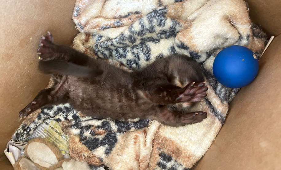 Filhote de lontra é encaminhado para instituto regularizado