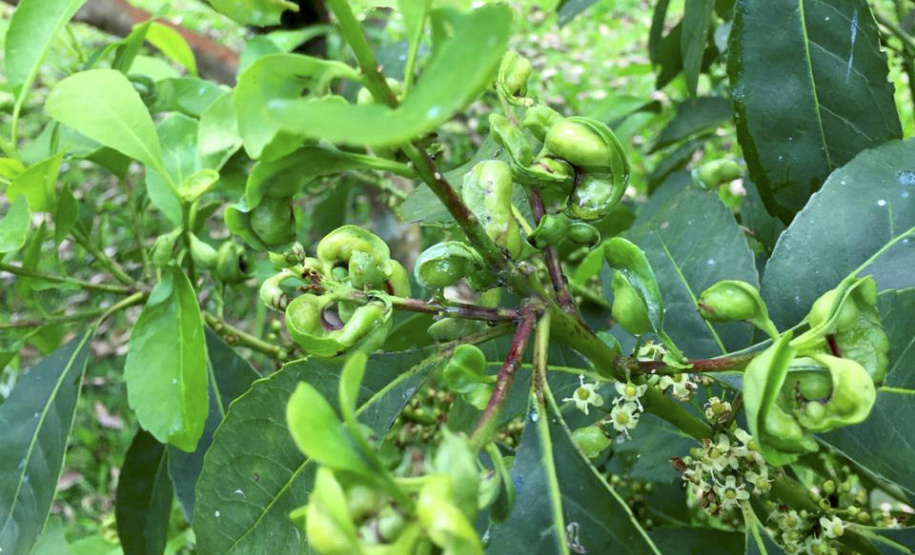 Erva-Mate ganha espaço em feira internacional de alimentos no Canadá