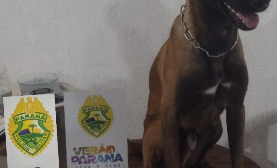 Batalhão Rodoviário apreende mais de 200 quilos de drogas no Litoral e no Oeste do estado