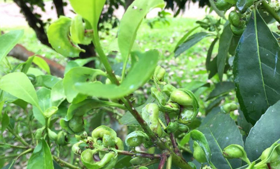 Erva-Mate ganha espaço em feira internacional de alimentos no Canadá