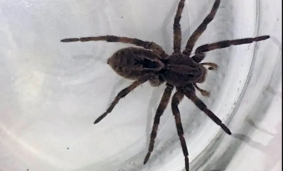 CIATOX registra mais de 1700 casos de ataques por animais peçonhentos