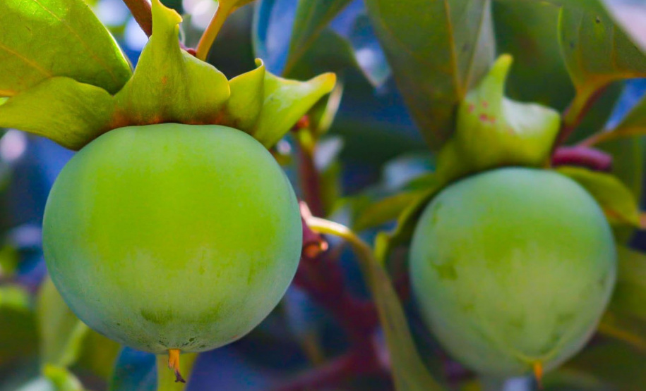 Caqui desidratado é alternativa para produtor aumentar ganho com a fruta