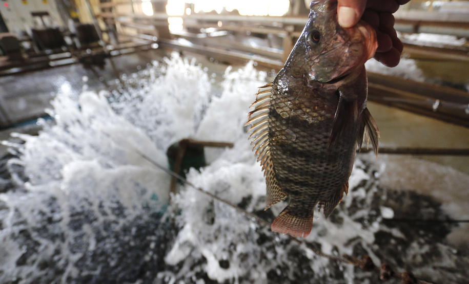 Paraná produziu 9,3% a mais de peixes em 2021 confirmando liderança nacional