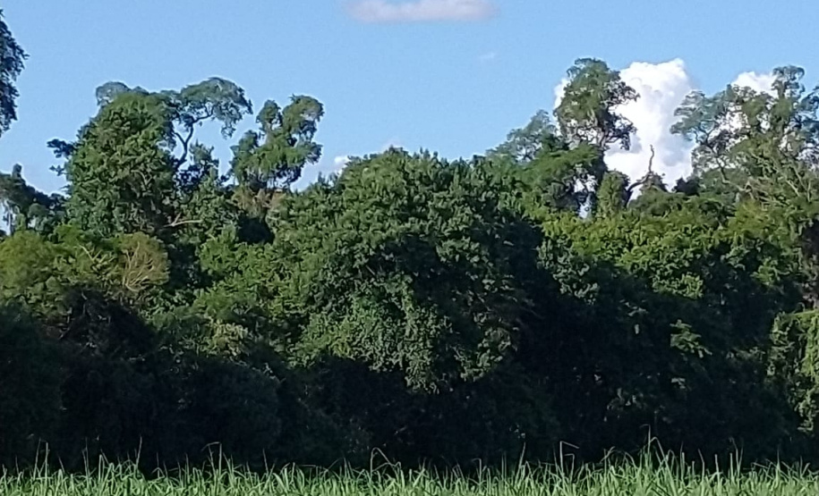 Governo do Paraná registra mais uma Reserva Particular do Patrimônio Natural no Norte do Estado