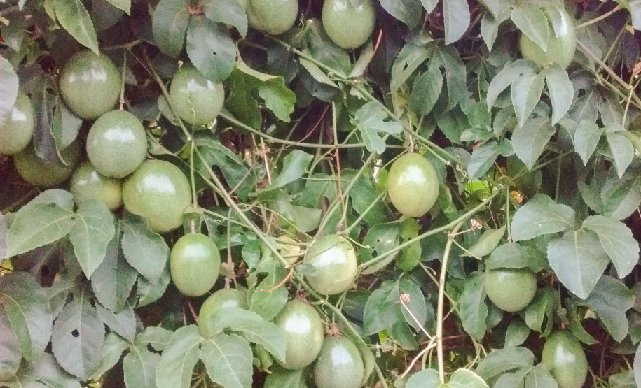 IDR-Paraná lança cinco cultivares no Show Rural