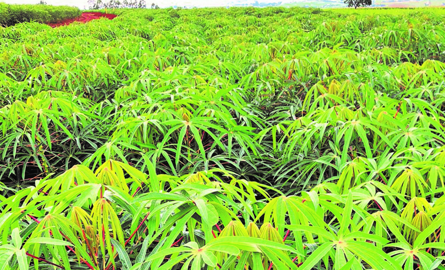 IDR-Paraná lança cinco cultivares no Show Rural