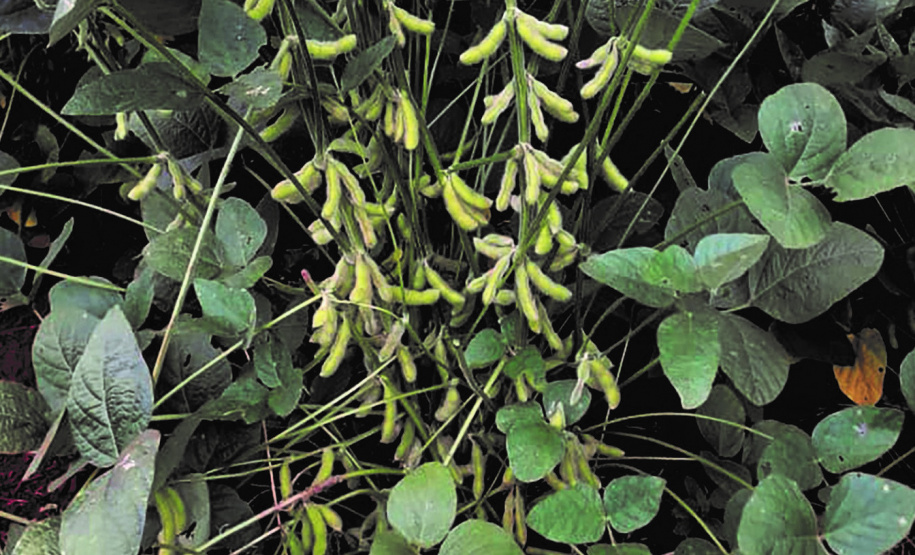 IDR-Paraná lança cinco cultivares no Show Rural