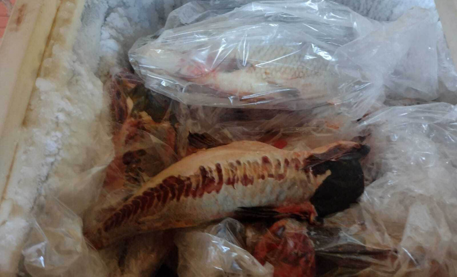 Cumprimento a denúncia sobre comercialização ilegal de peixes nativos - Curitiba, 17/02/2022