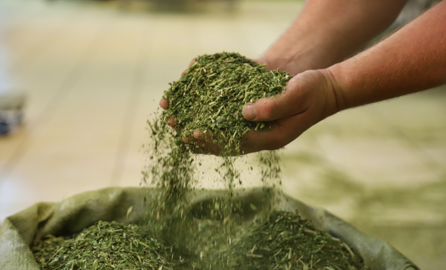 Erva-Mate ganha espaço em feira internacional de alimentos no Canadá