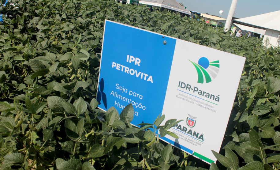 IDR-Paraná apresenta cultivares de mandioca, soja e maracujá ao setor produtivo -