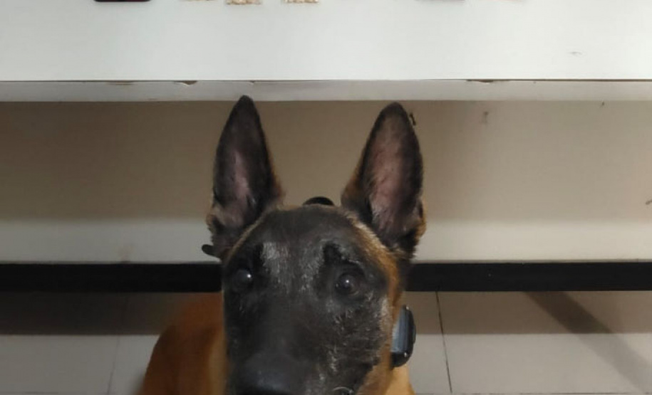 Polícia Rodoviária apreende droga e bebidas no Litoral e no Sudoeste do Paraná