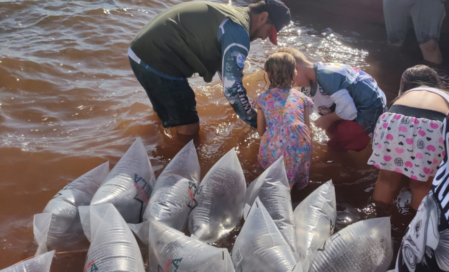 Em apoio a Desafio de Pesca, Governo promove soltura de 105 mil peixes nativos no Rio Paraná