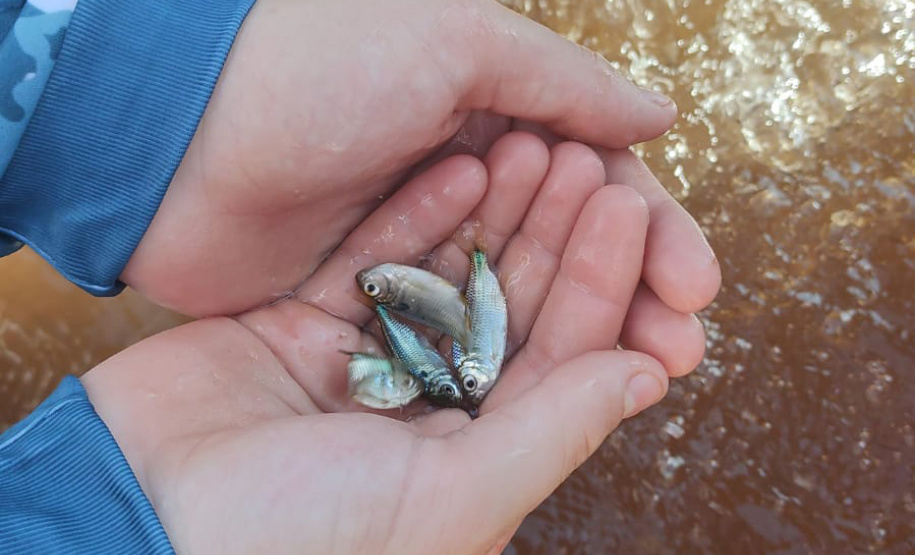 Em apoio a Desafio de Pesca, Governo promove soltura de 105 mil peixes nativos no Rio Paraná