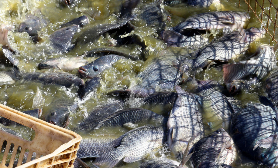 Paraná produziu 9,3% a mais de peixes em 2021 confirmando liderança nacional