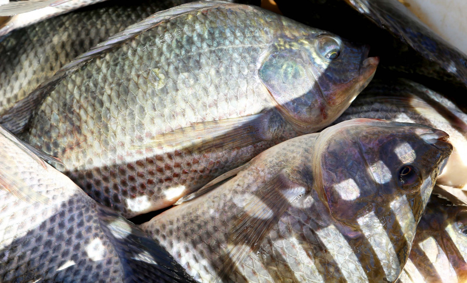 Paraná produziu 9,3% a mais de peixes em 2021 confirmando liderança nacional