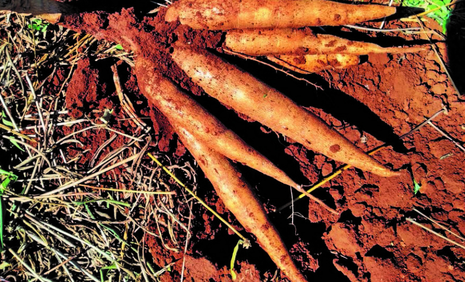 Mandioca para indústria é destaque do IDR-Paraná no Show Rural