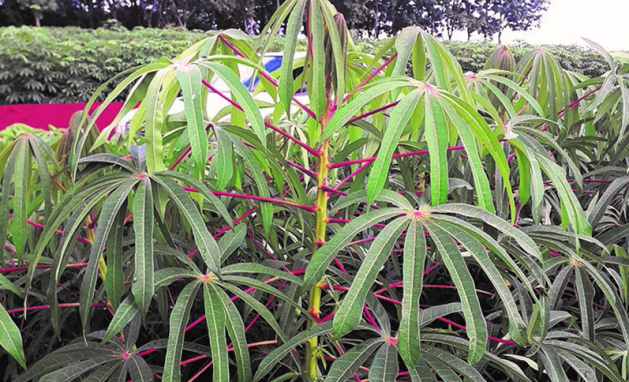 Mandioca para indústria é destaque do IDR-Paraná no Show Rural