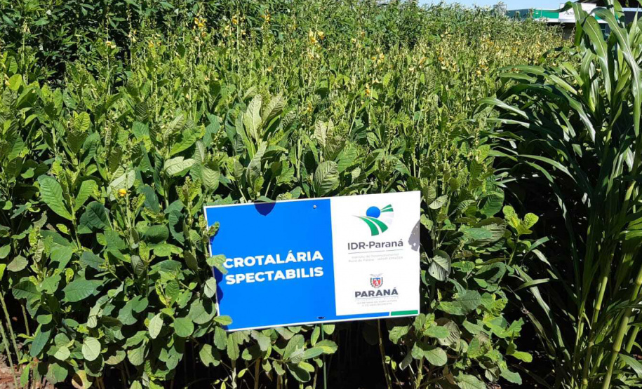 Manejo do solo é atração do IDR-Paraná no Show Rural