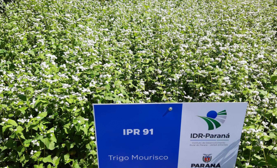 Manejo do solo é atração do IDR-Paraná no Show Rural