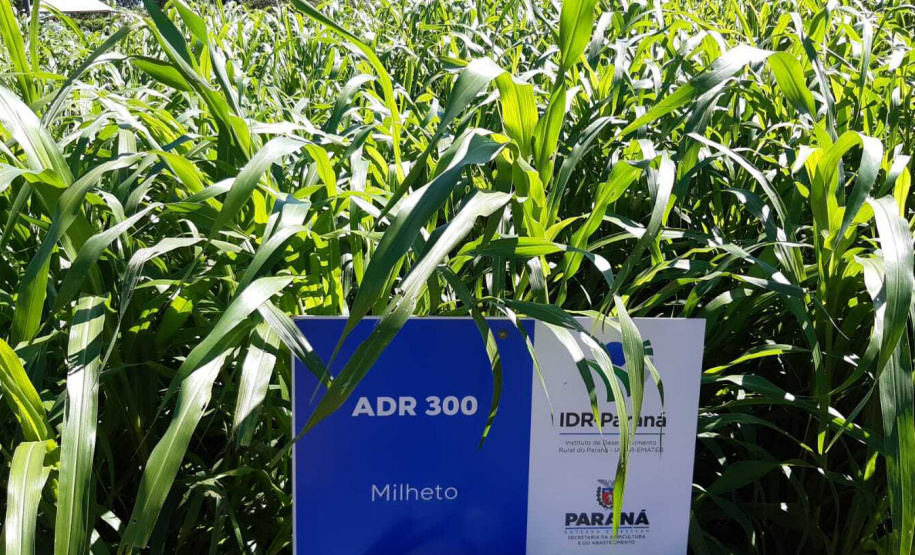 Manejo do solo é atração do IDR-Paraná no Show Rural