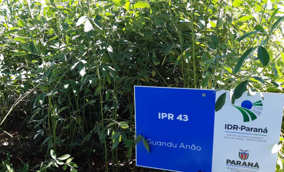 Manejo do solo é atração do IDR-Paraná no Show Rural