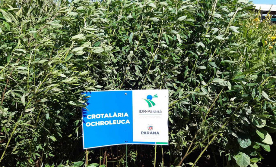 Manejo do solo é atração do IDR-Paraná no Show Rural