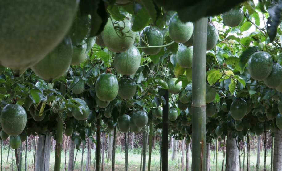 IDR-Paraná lança cultivar de maracujá no Show Rural