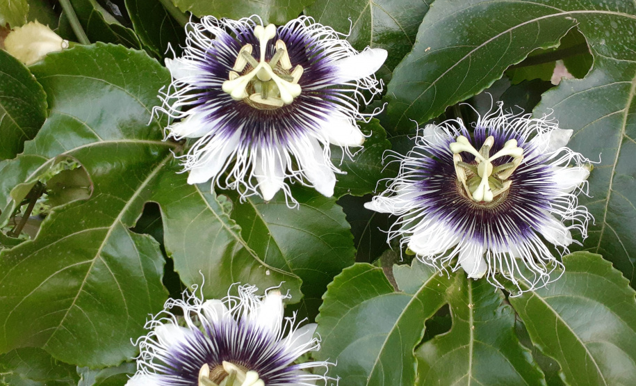 IDR-Paraná lança cultivar de maracujá no Show Rural