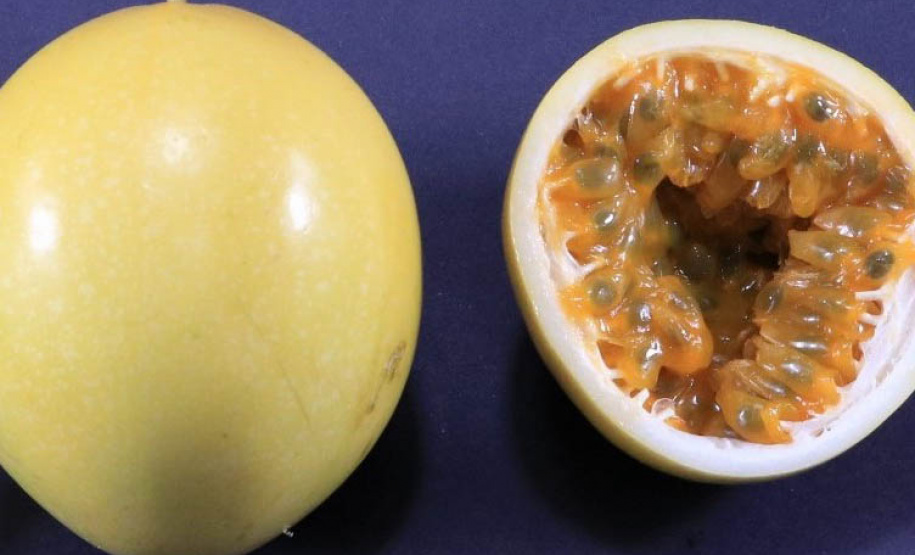 IDR-Paraná lança cultivar de maracujá no Show Rural