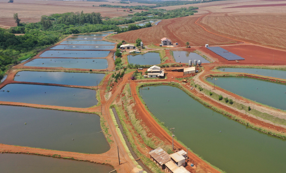 Paraná produziu 9,3% a mais de peixes em 2021 confirmando liderança nacional