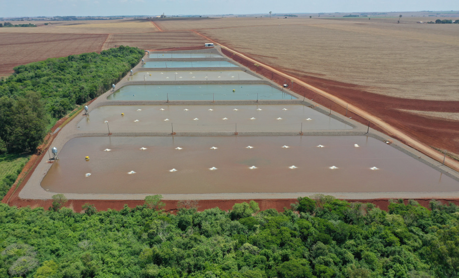 Paraná produziu 9,3% a mais de peixes em 2021 confirmando liderança nacional