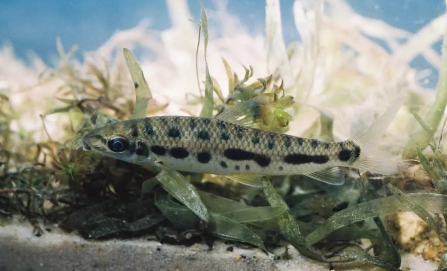 Pesquisadores do LIC investigam duas novas espécies de peixes fluviais