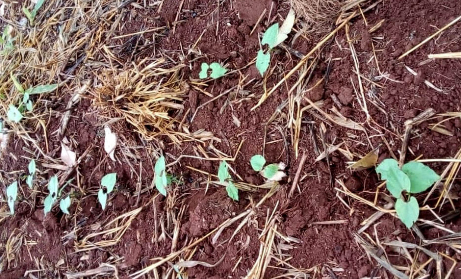 Agricultores de assentamento rural recebem sementes certificadas de feijão preto