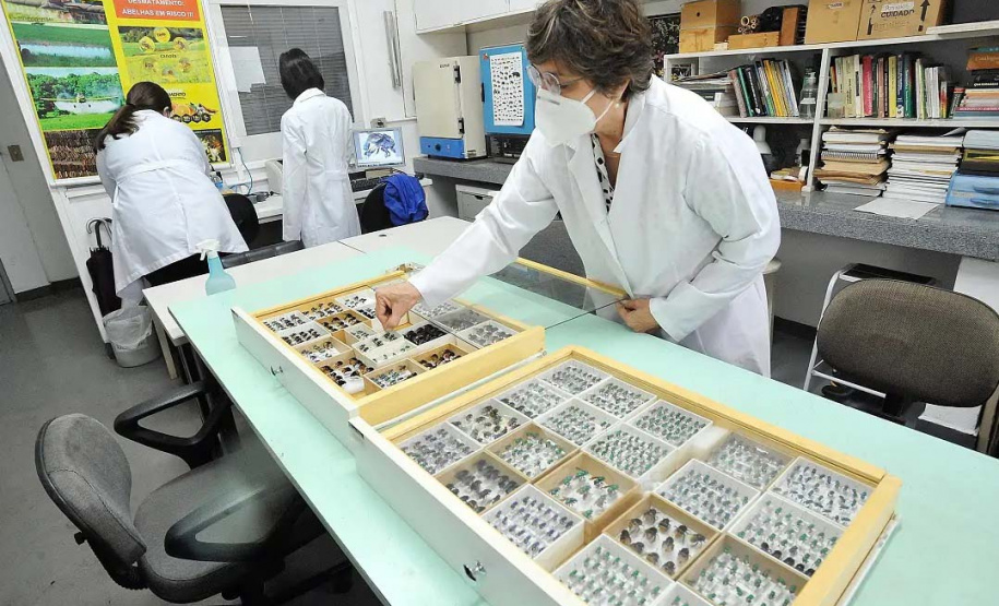 Pesquisadores monitoram populações e espécies de abelhas na Mata dos Godoy e cafeeiros da região