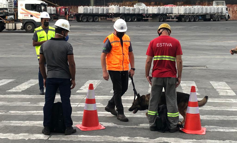 Portos do Paraná reforçam segurança com inspeções com cães de faro